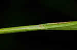 Ouachita Mountain sedge